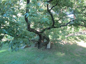 Favorite tree in garden. Reminds me of the wonderful Moreton Bay Fig.